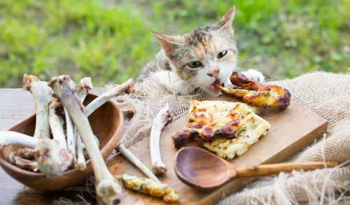 辟谣 我家猫从小吃剩饭剩菜活得很好 其实猫咪不能吃人的食物