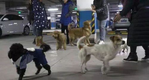 北京某小区地下车库变遛狗场 您的小区有没有