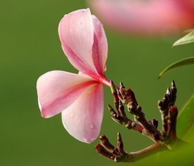 命里带着福气,一生多子多福,福德深厚,还能旺夫旺家运的生肖