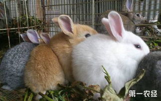 兔子饮食要注意什么 兔子饮食中的注意事项