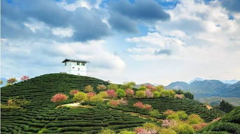 福建茶园旅游区福建有哪些茶园旅游区(勐海免费停车场有哪些地方)