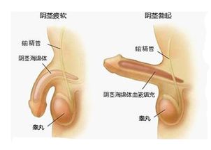 您了解阴茎短小的危害吗