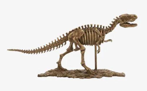 靠化石能分辨出恐龙是雄性还是雌性吗 很难