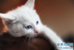 蓝眼白猫为什么是聋子,是猫咪的先天遗传病导致 2 