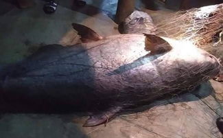 泰国渔民捕获120公斤巨鲶,当 河神 拜完后宰杀卖掉
