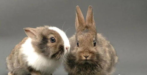 秋季怎么让家兔多产优质仔兔