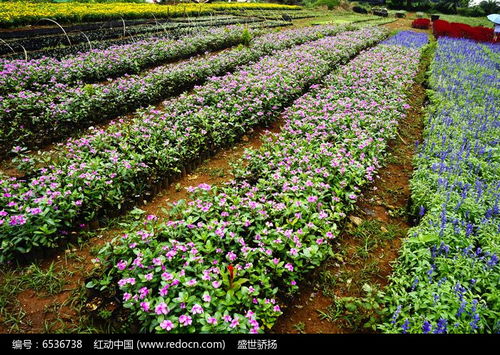 花卉栽培技术高清图片下载 红动网 
