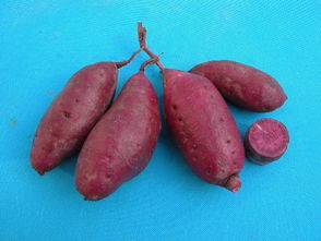 红薯有哪些新品种,地瓜新品种有哪些