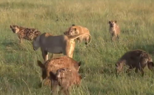 野性世界 狮子王VS鬣狗群 鬣狗群遭遇狮子王颠覆对决谁会胜出