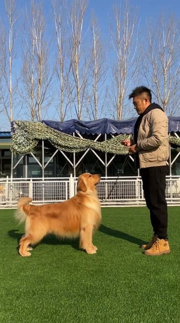 金毛犬是家庭伴侣犬种里综合素质最高的犬种 