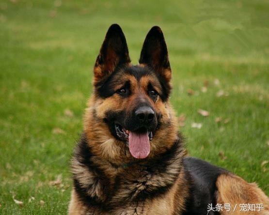 警犬界宠儿马里努阿犬与德国牧羊犬之间的差异 