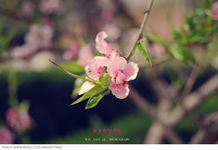 花开半夏(花开半夏什么意思)