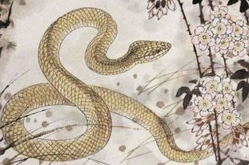 生肖蛇的晚年宿命 特别是65年的 佛灯火 蛇,看看是怎么回事