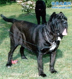 世界最凶猛的猎犬排行,猛犬霸主 中国藏獒 2 