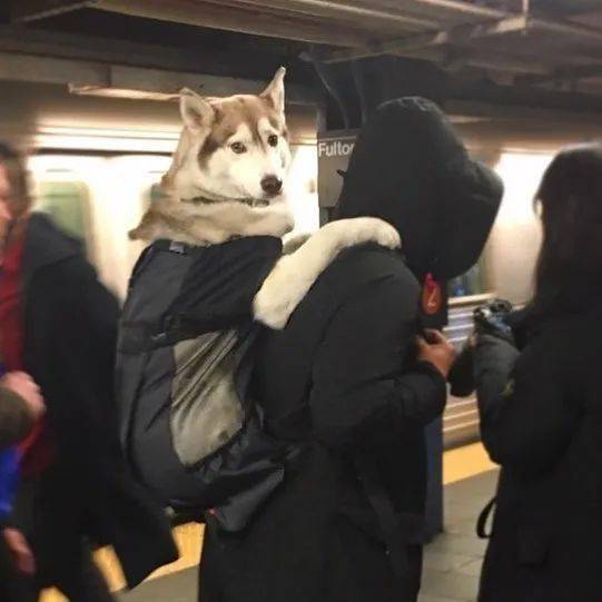 纽约地铁 禁止带狗 于是 dogs 