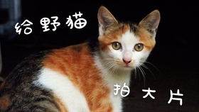 论一只猫是如何爬到寝室上铺的