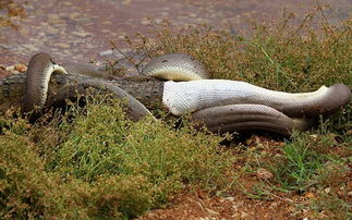 3.9米长巨蟒吞食1.8米长短吻鳄 肚皮撑破同归于尽 