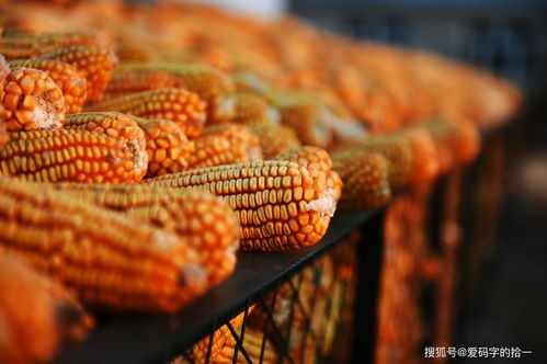 粮食储藏的知识,高水分粮食储存的方法