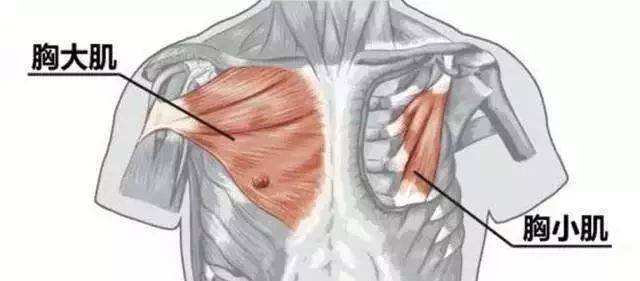 肌肉功能冷知识 代偿呼吸的胸小肌 斜角肌 胸锁乳突肌