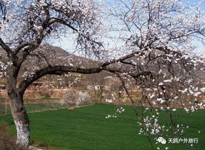 每年三月,郑州旁边的一座小山都会杏花满山开 