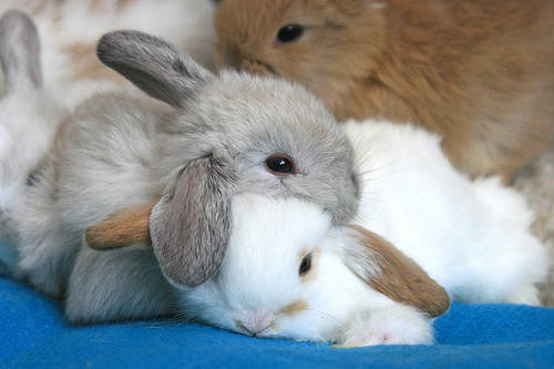养兔经验 兔子球虫病用的药