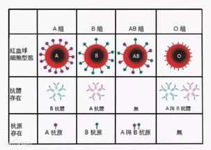 知乎大神 将O型血输给其它血型,其体内是否就会有了O型血