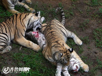 网曝威海动物园老虎相食咬死同类 