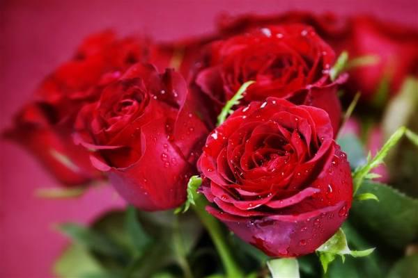 5朵大红玫瑰花加6朵大红康乃馨代表什么意思 