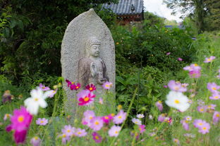 小花园，微缩的自然之美，小花园的作文300字左右