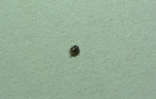 春天辦公室出現咬人很癢的黑色小蟲,求助看看是什么蟲