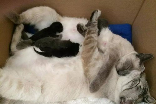 流浪猫产下5只小猫,旁边还有只公猫陪伴,这对 猫夫妻 很恩爱