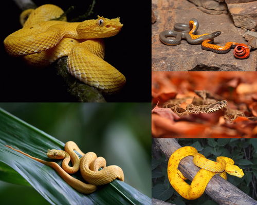 小花蛇动物写真拍摄高清图片 