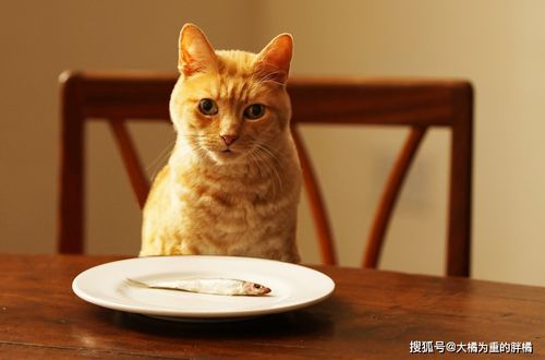 猫不吃新猫粮 原来受这些原因影响,别忙着丢,用这3个办法试试