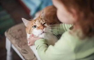 袖虎 为什么会对猫过敏 对猫过敏的原因是什么