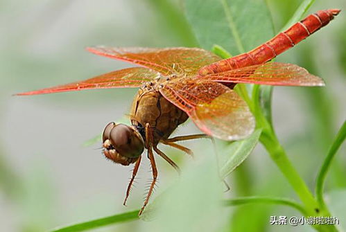 螟蜓造句大全;蜓有什么组词？