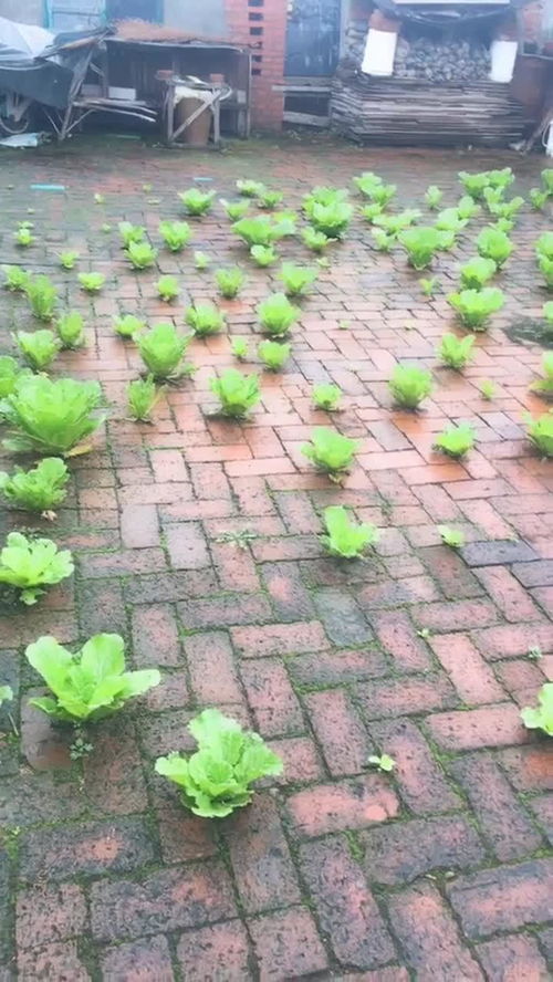 有心栽花花不开打一成语(无心插柳柳成荫有心栽花花不开的意思)