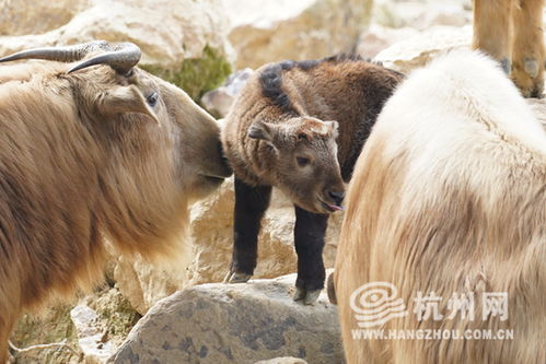 喜添国宝 家住杭州的金毛羚牛家族迎来新成员