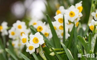 水仙花怎么养花开花多