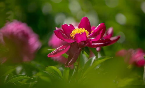 象征爱情的花朵是什么花？