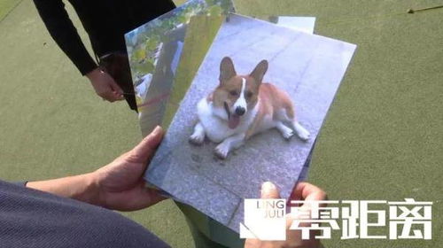 南京一小区四天内多条宠物狗被毒死 警方介入调查