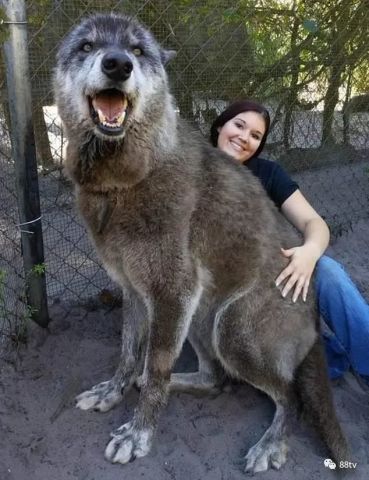 111斤的大狼狗,长得太像狼被主人抛弃,其实只是爱撒娇的狗狗 