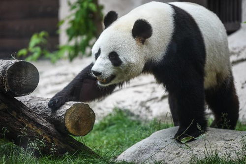 莫斯科动物园重新开放,看看大熊猫的旅俄生活