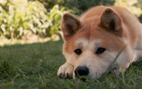 再有钱也不建议养 秋田犬 ,实在太难养了