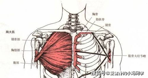 胸肌训练计划丨三个杠铃练胸的动作,帮助健身新手练出胸大肌厚度