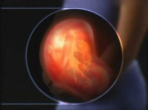 详解胎儿在你的子宫内发育全过程,子宫肌瘤影响胎儿发育