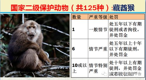 国家最新125类二级野生保护名录,图片及违法对应刑责