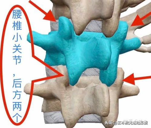 腰背疼痛锻炼方法 腰部 功能评估 预防与康复 