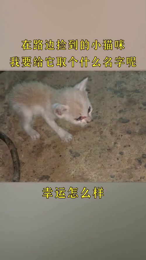 在路边捡到的小猫咪,我要给它取个什么名字呢 