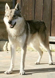 捷克狼犬为何被禁养 养了多年的狼犬反噬主人,这狗真不能当宠物