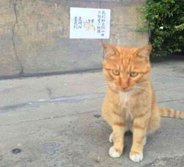 宠物猫变成流浪猫会变凶,风景区流浪猫伤人事件增多,可喂不可摸